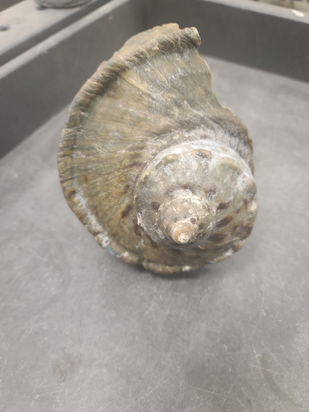 vintage Turbo marmoratus  - photo 4