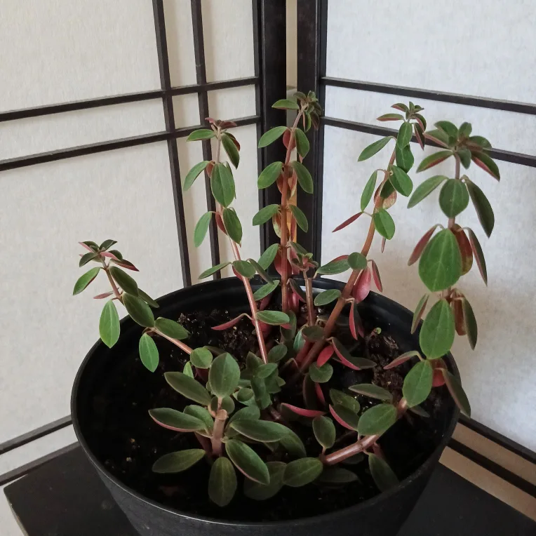 Peperomia Rubella plant image indicator(2)