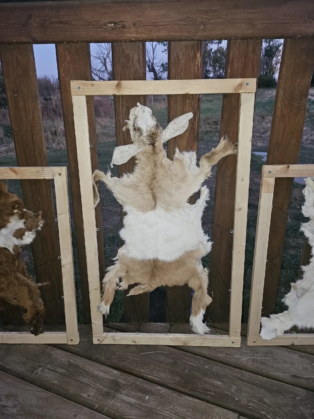 🖼️🐐Framed Goat Skin Decoration Hand-Made image indicator(4)