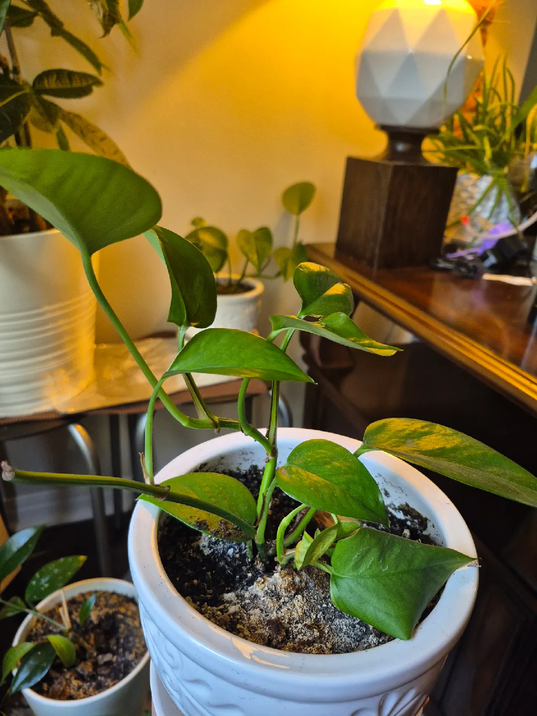 pothos plants 🥕 image indicator(2)