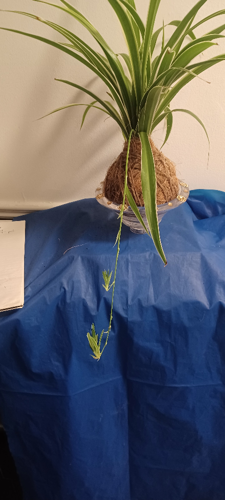 Spider Plant Kokedama Style - photo 2