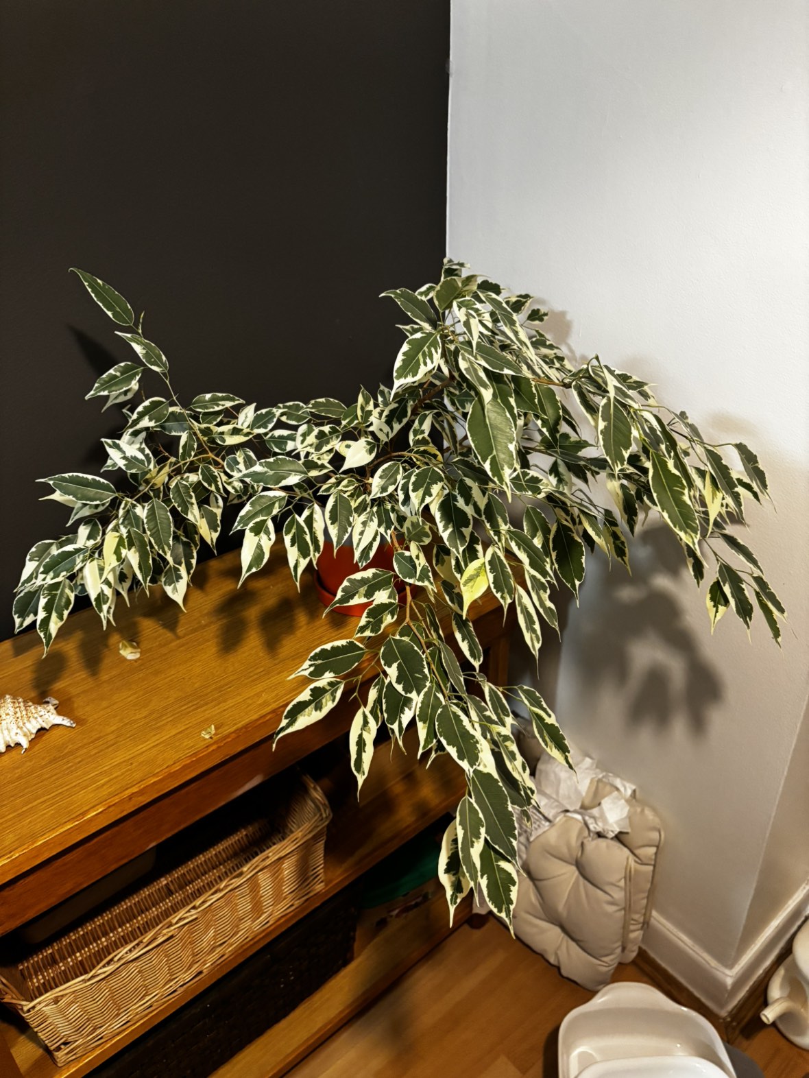 Ficus Benjamina (weeping fig)