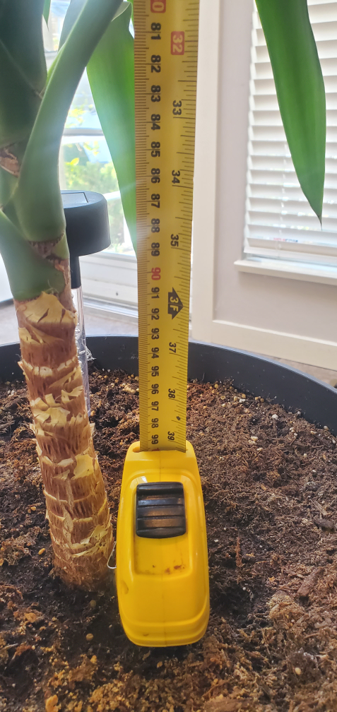 Beautiful Yucca Plant 🌿 - 42" tall - photo 3