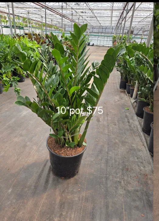 Fiddle Leaf Fig Tree thumbnail