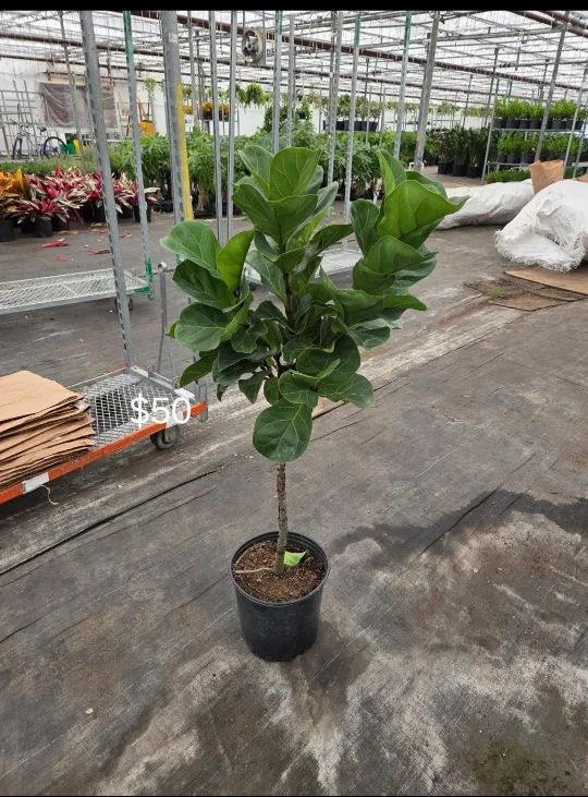 Fiddle Leaf Fig Tree image indicator(2)