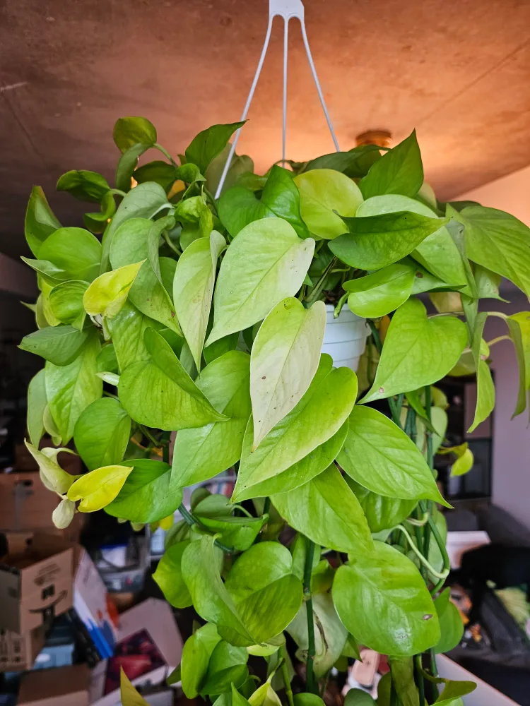 Neon Pothos Hanging Plant