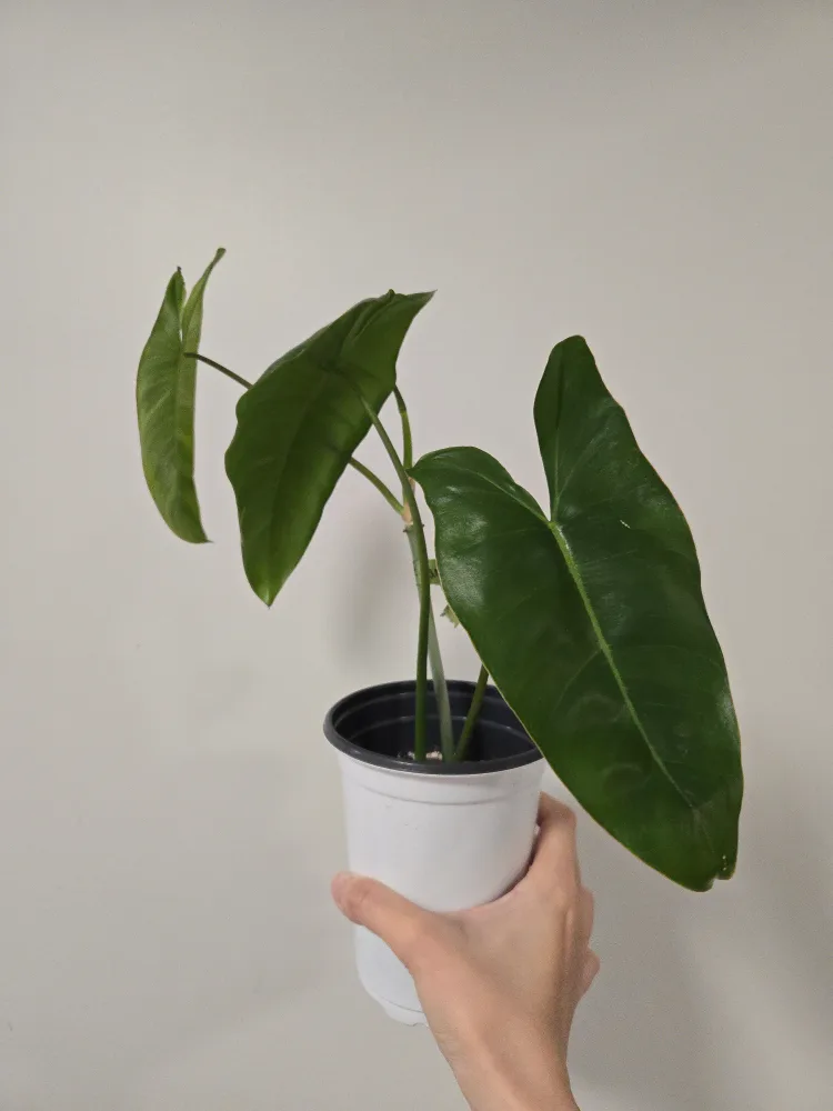 Philodendron Paraiso Verde 🥕 image indicator(2)