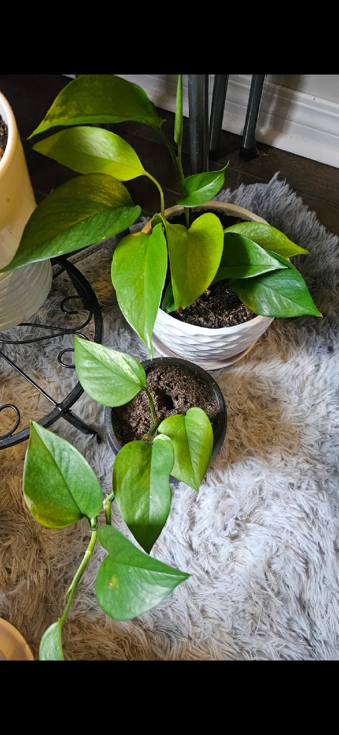 pothos plants 🥕 image indicator(4)