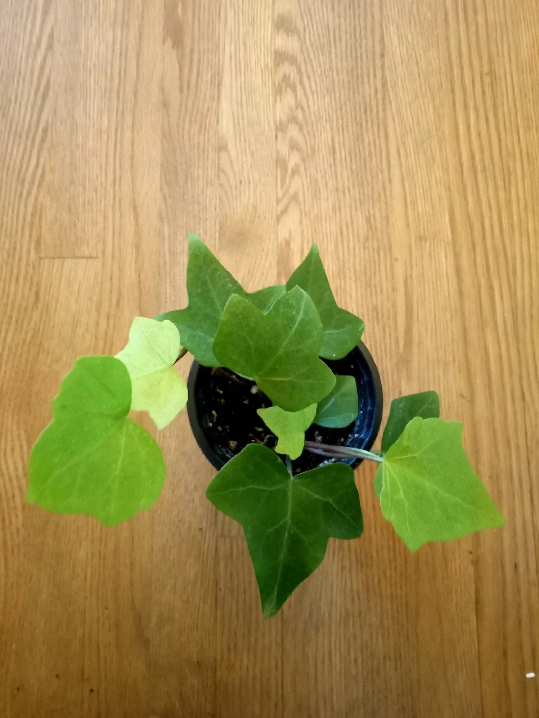 Trailing Ivy image indicator(3)