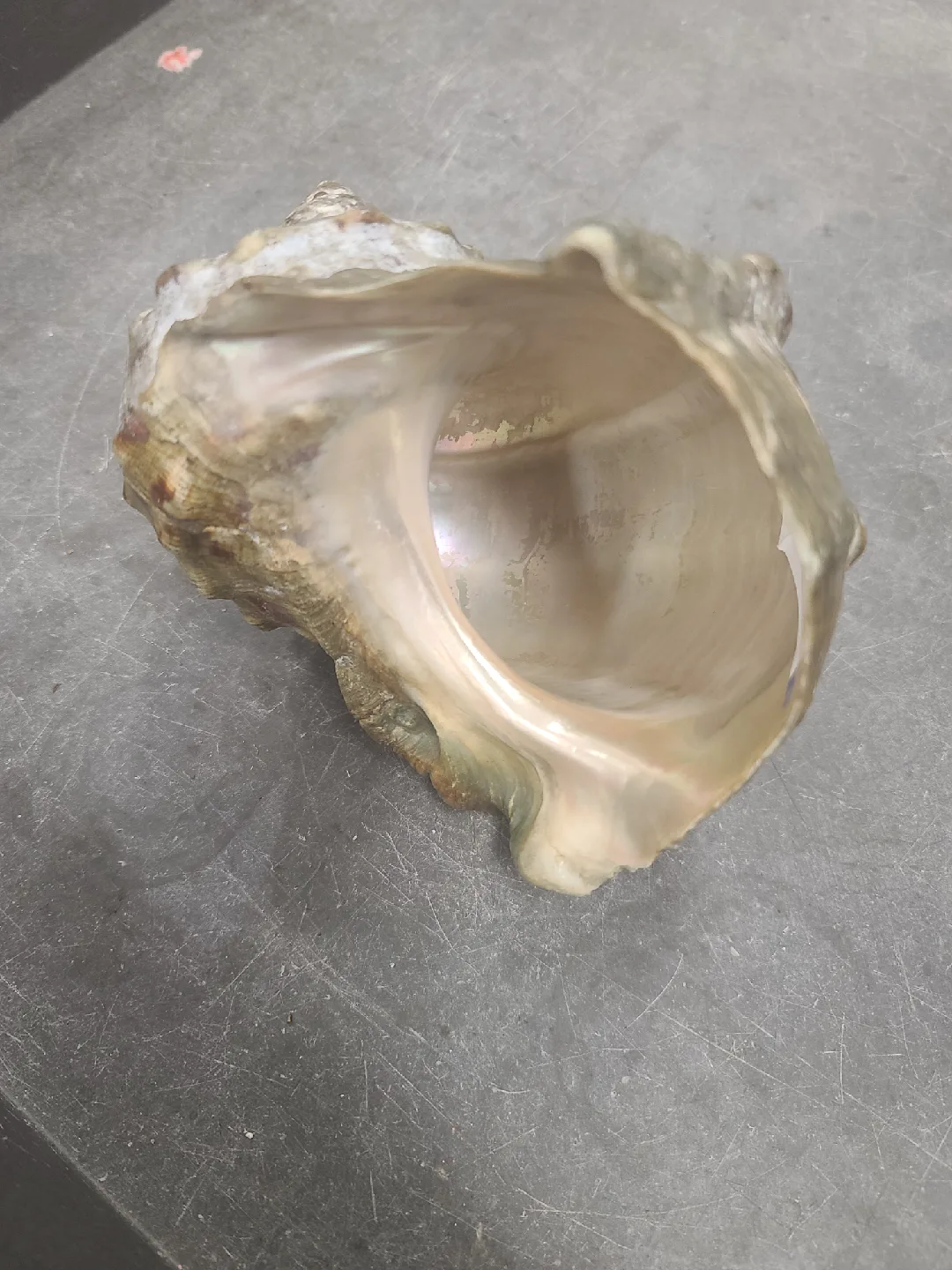 vintage Turbo marmoratus  image indicator(2)