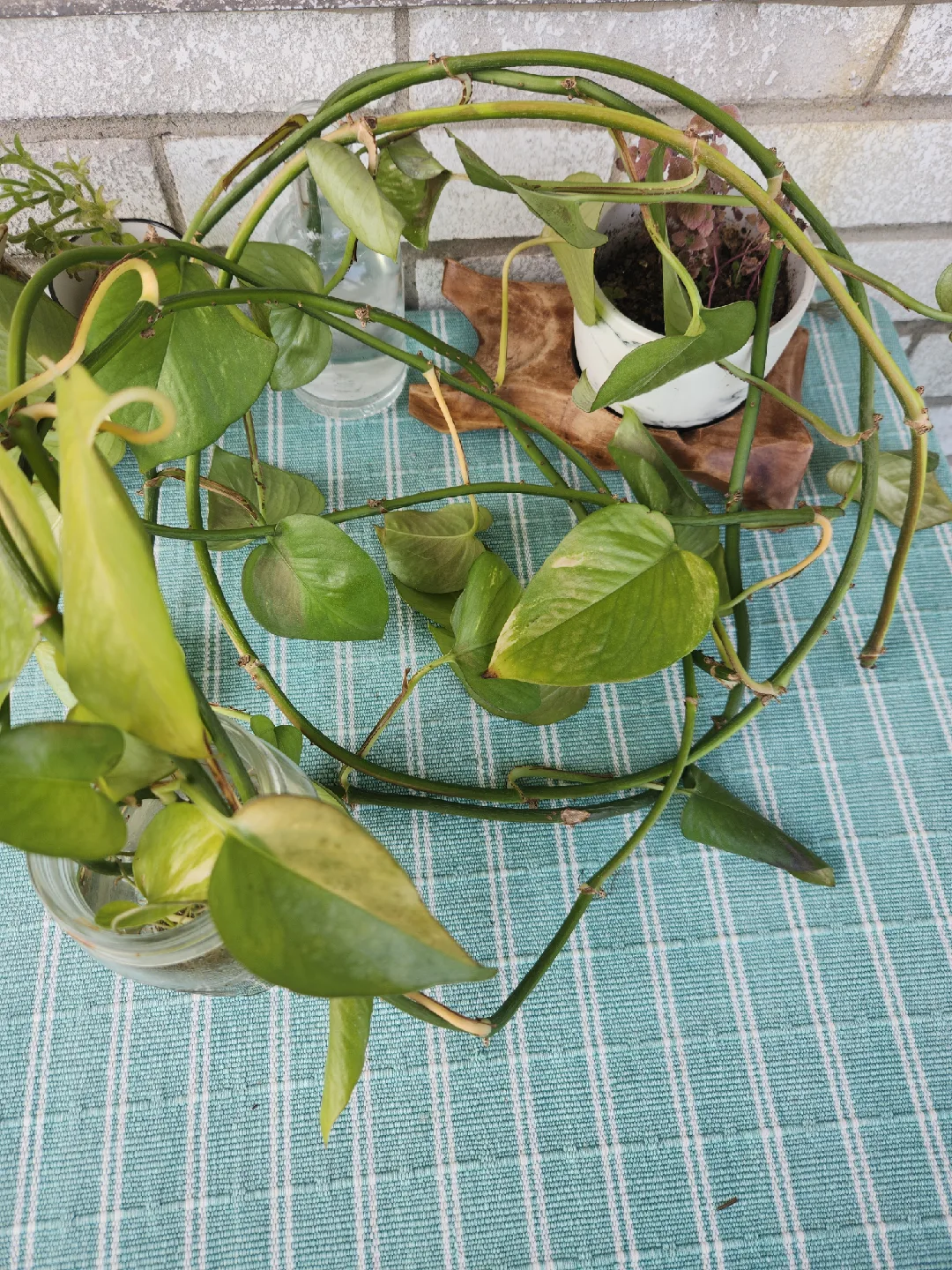 Free Potho Cutting with roots thumbnail