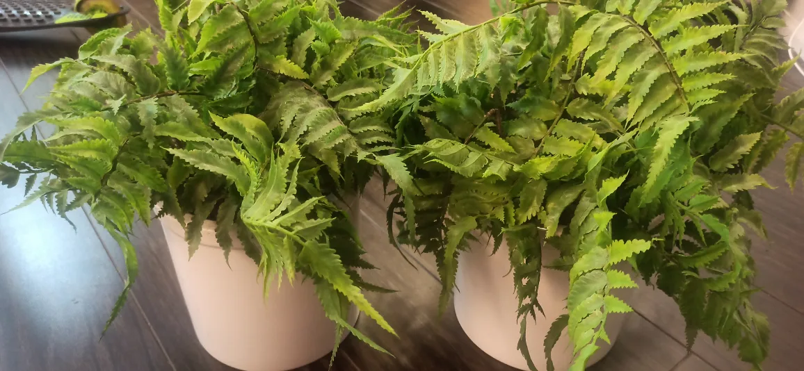 Artificial Potted Fern Plant. 2plant set image indicator(3)