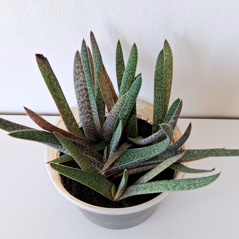 🌱 Aloe 🌻 - photo 2