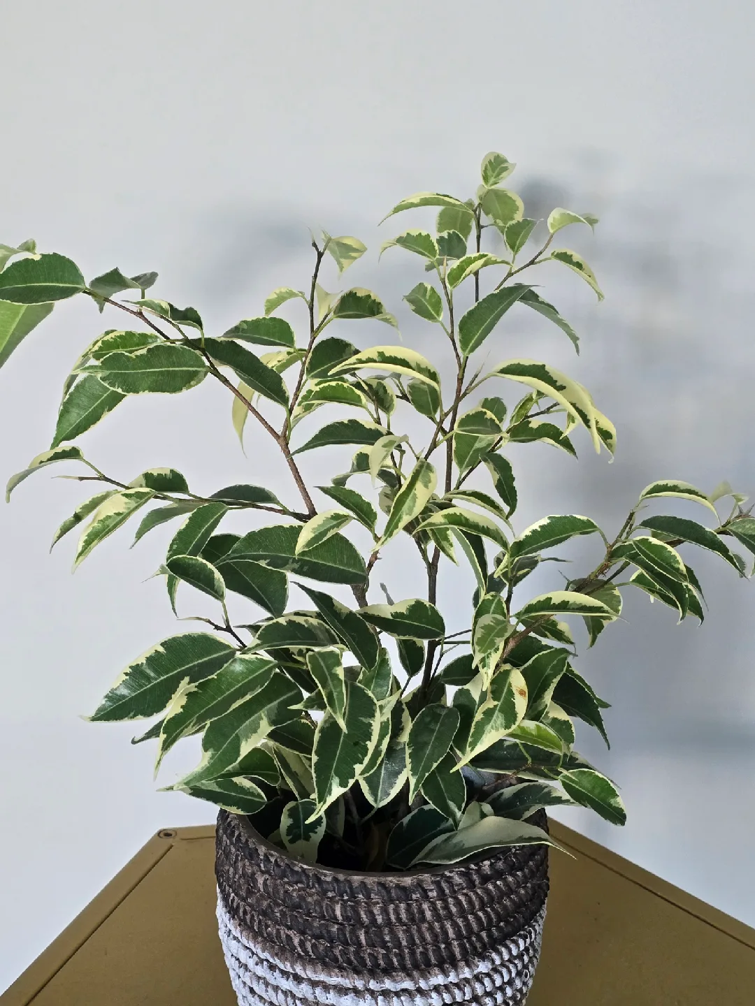 indoor plant collection thumbnail