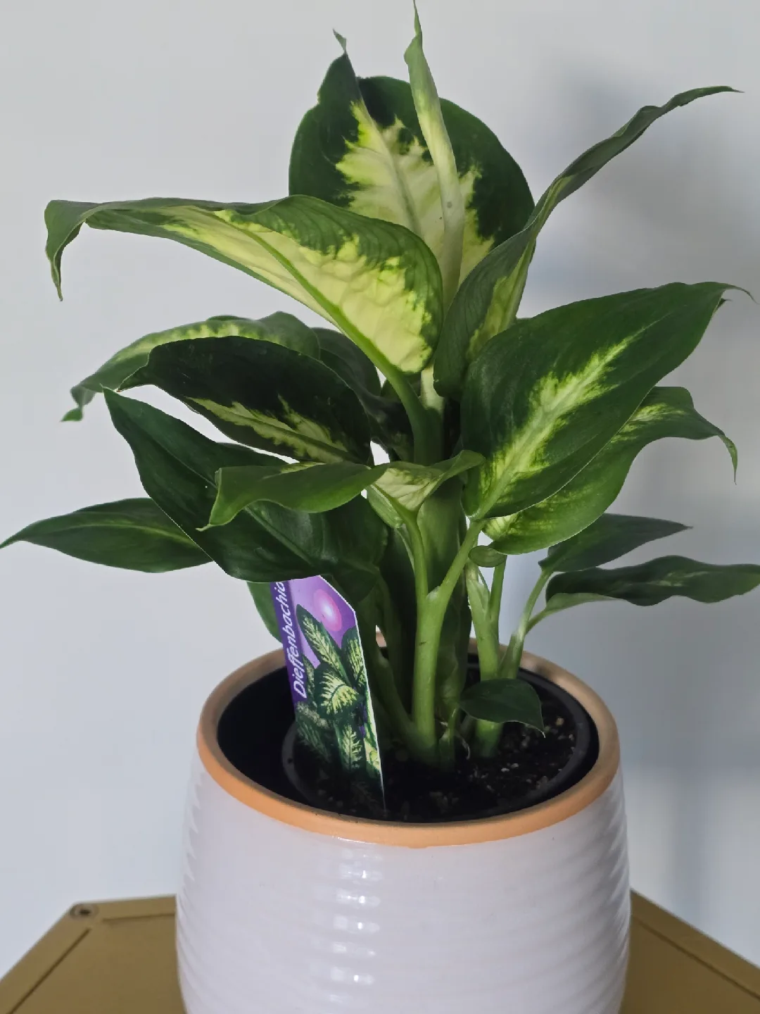 indoor plant collection image indicator(7)