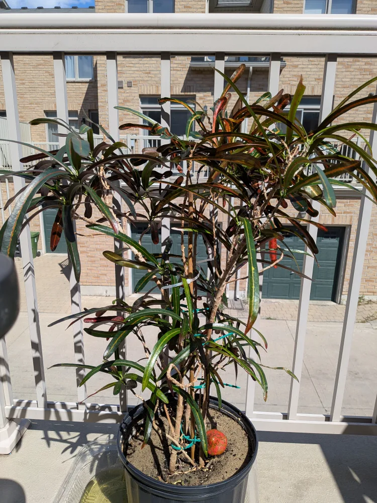 Croton Plant thumbnail