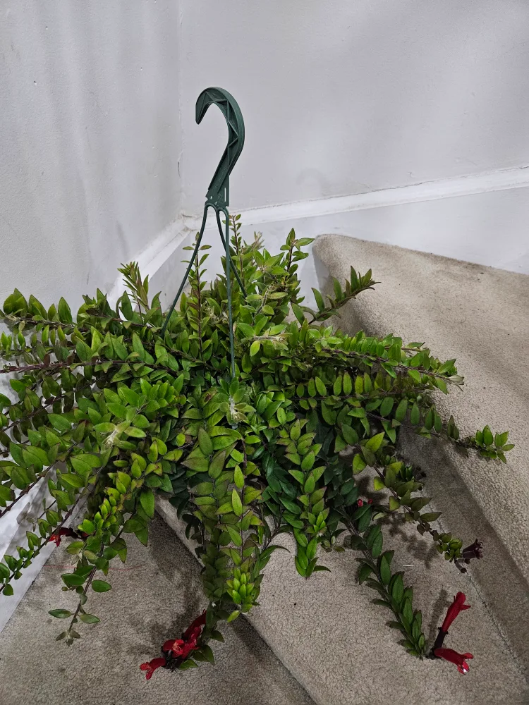 Hanging Aeschynanthus Lipstick Plant image indicator(3)