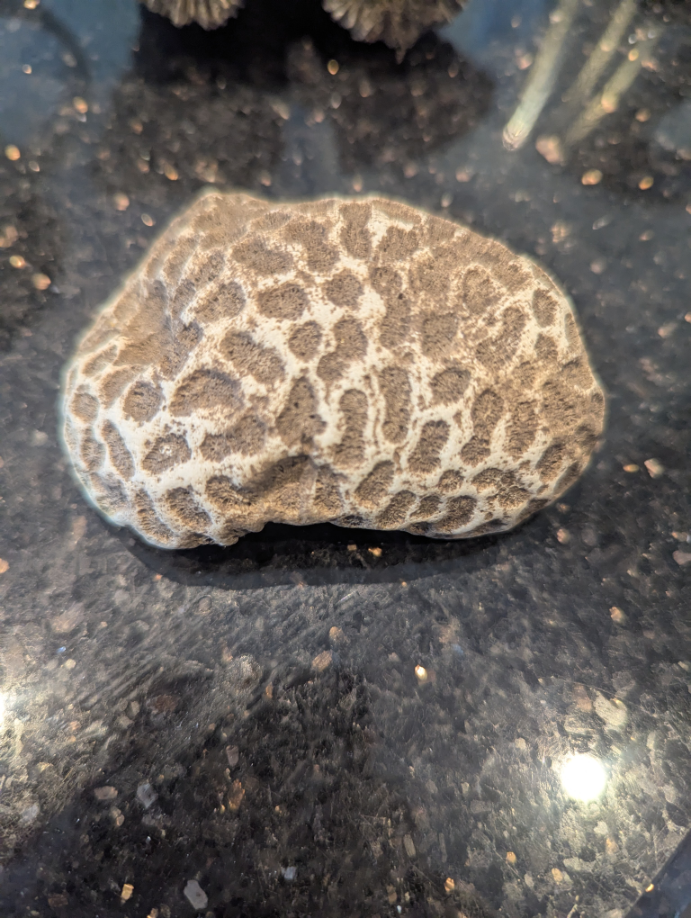 Fossilized Coral