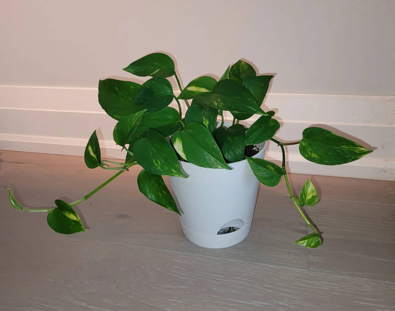 Golden Pothos in White Pot thumbnail