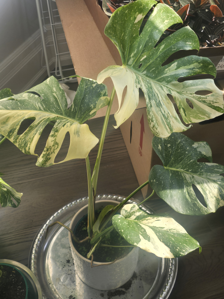 monstera thai constellation