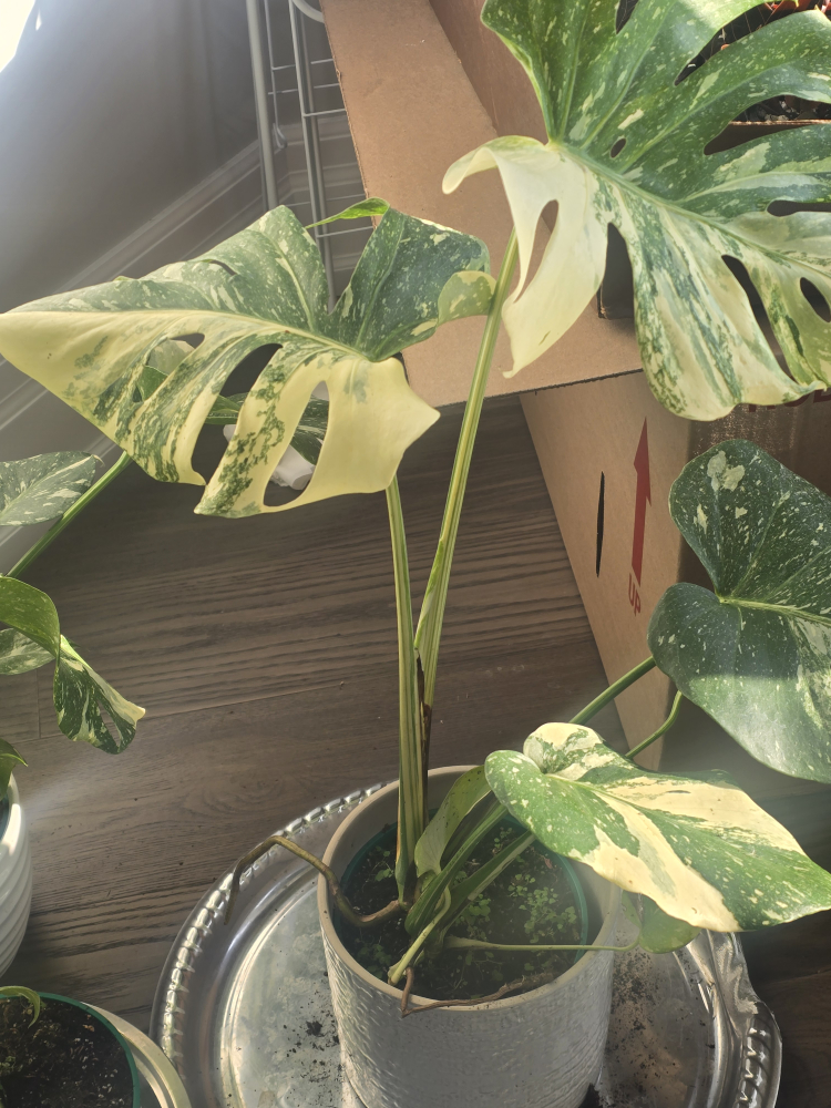 monstera thai constellation - photo 2