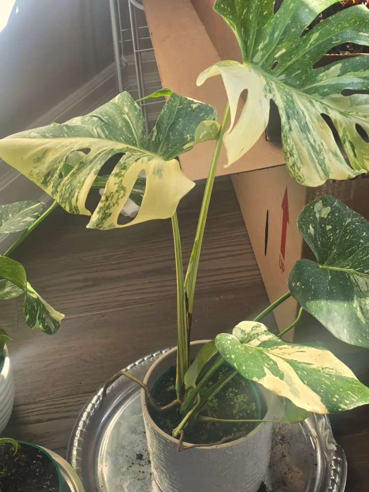 monstera thai constellation image indicator(2)