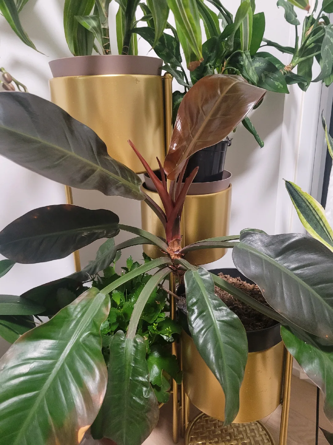 Philodendron Melanochrysum image indicator(3)