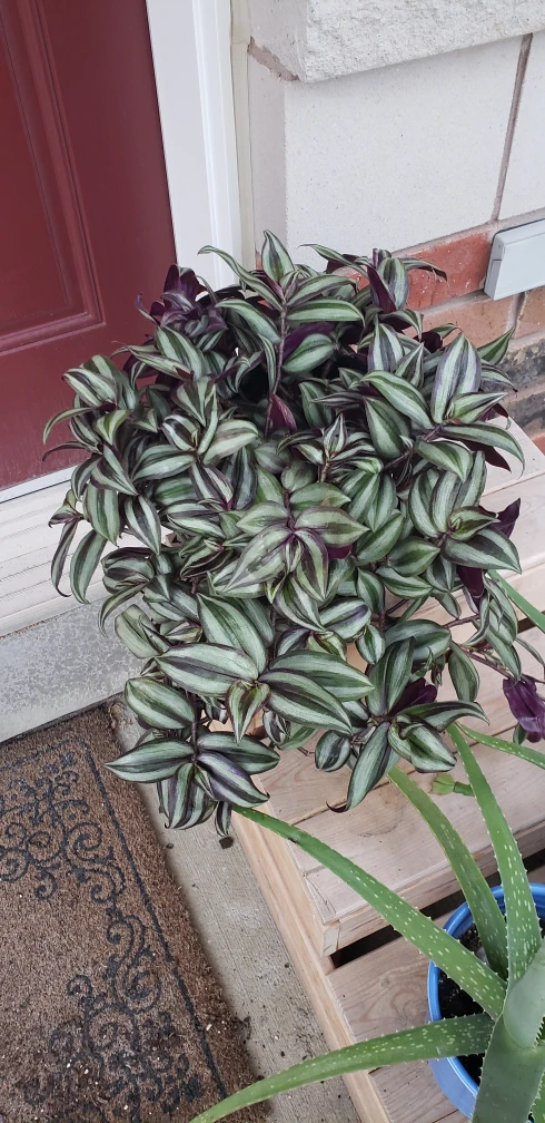 Wandering Jew Plant