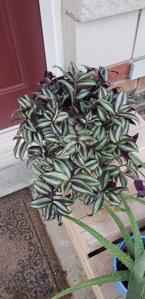 Wandering Jew Plant thumbnail