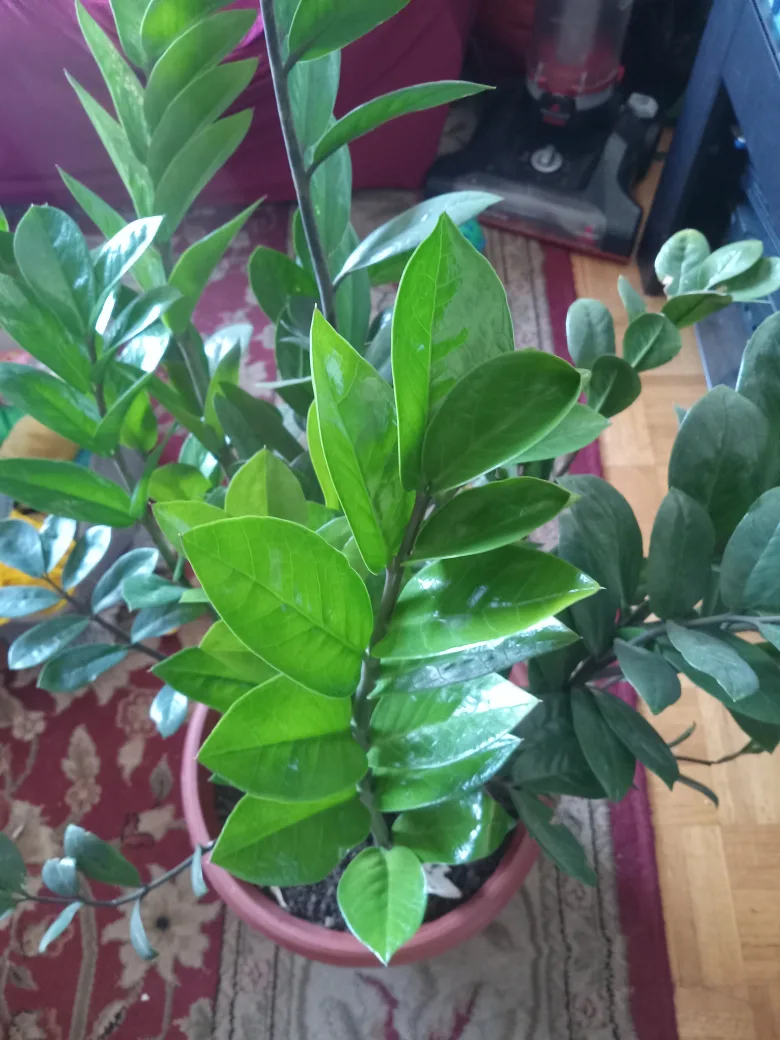 ZZ Plant in Terra Cotta Pot image indicator(6)