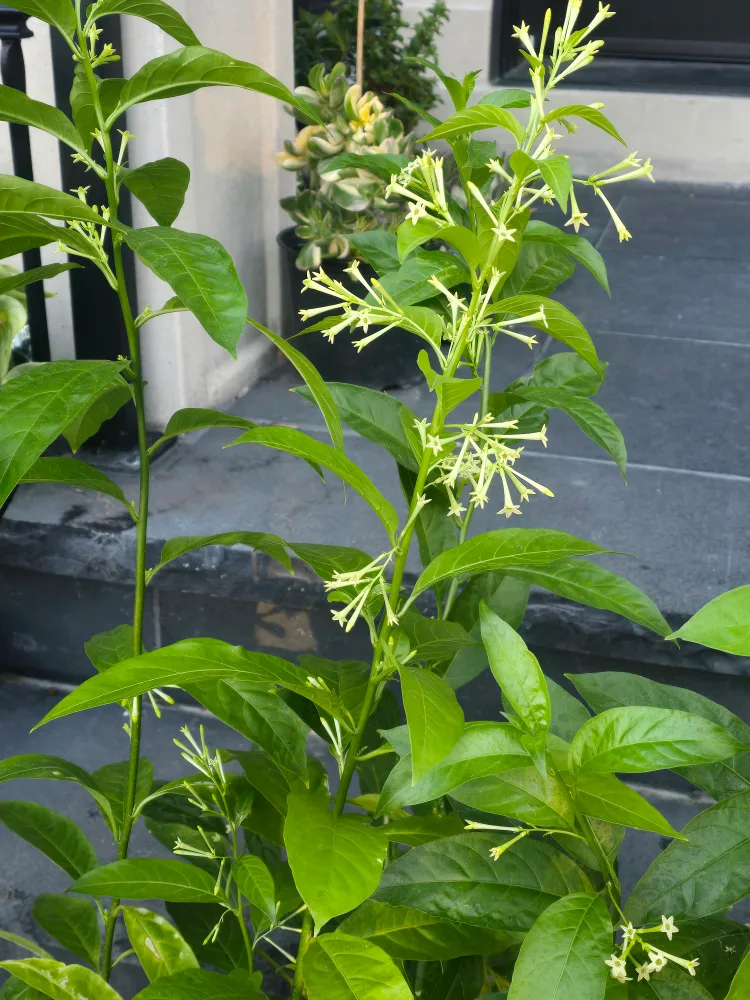 Night-Blooming Jasmine Plant image indicator(3)