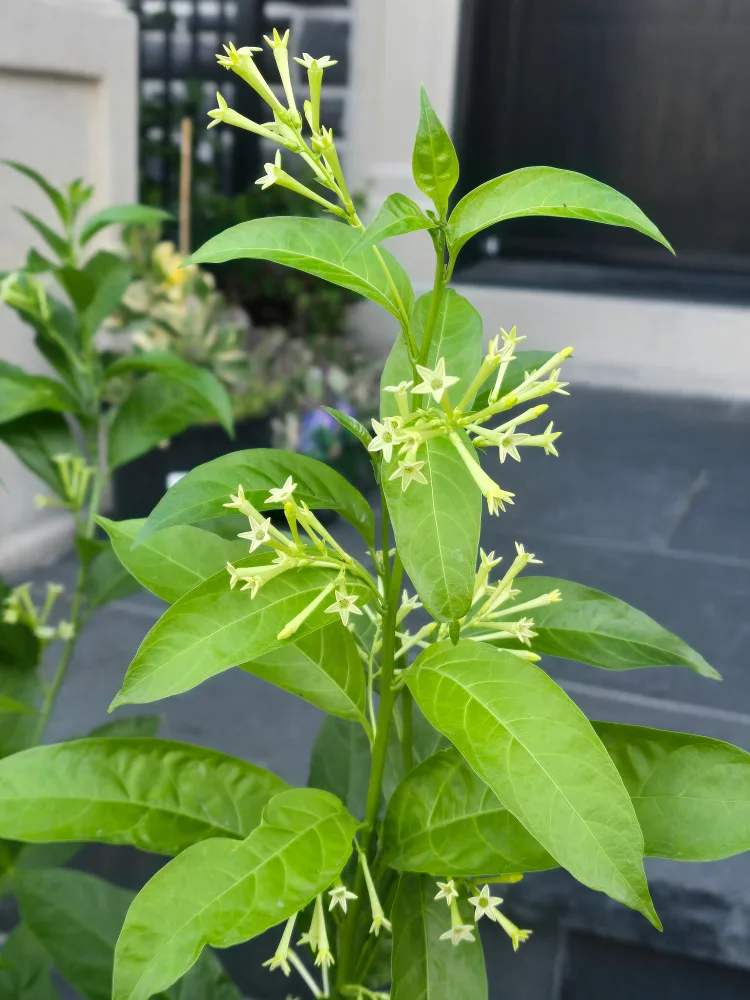 Night-Blooming Jasmine Plant image indicator(5)