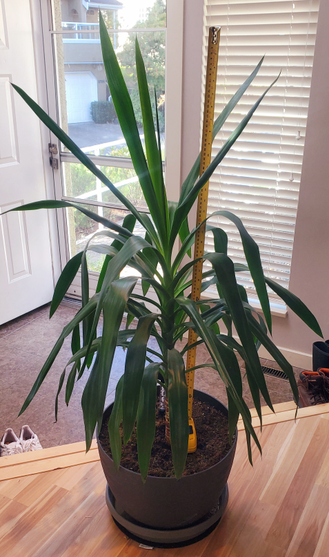 Beautiful Yucca Plant 🌿 - 42" tall