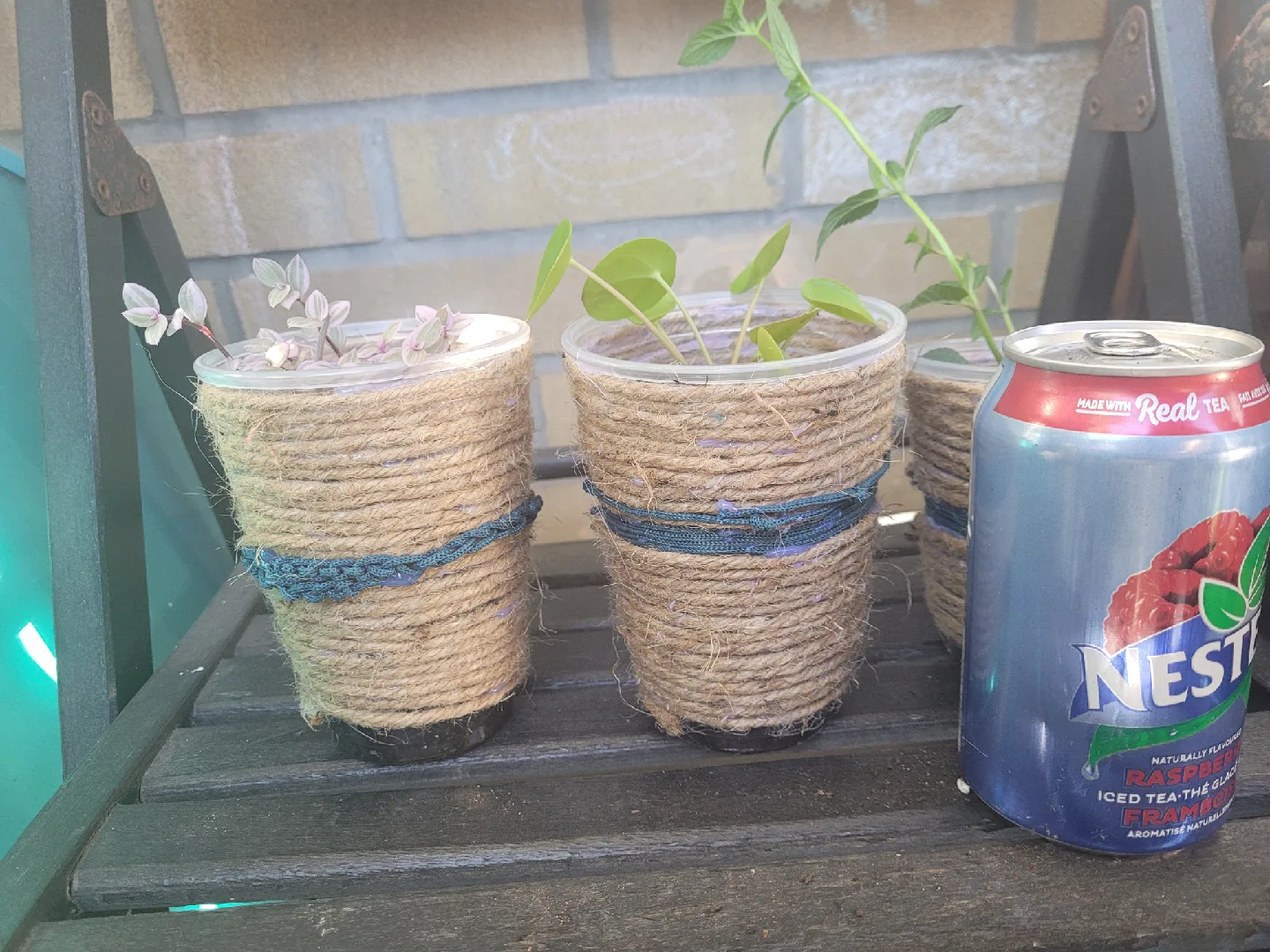 Potted Plants - Pink Panther, Pilea, Mint thumbnail