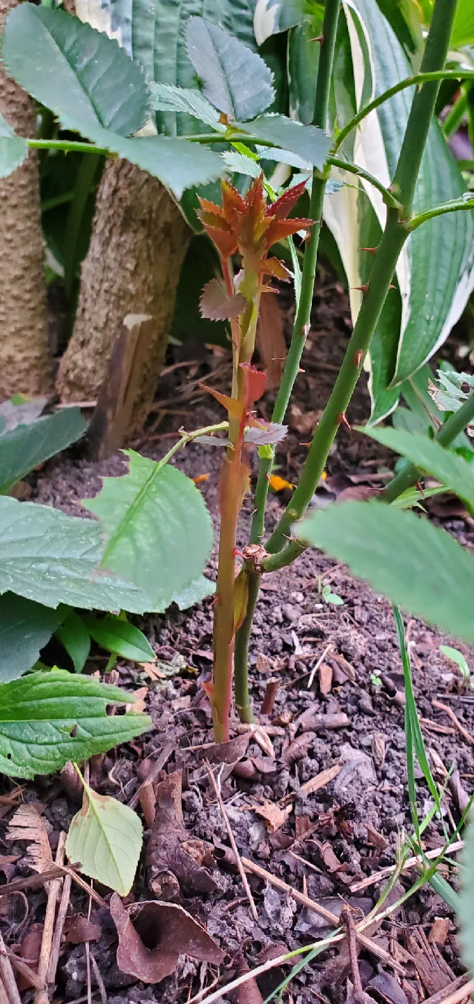 Mini rose image indicator(3)