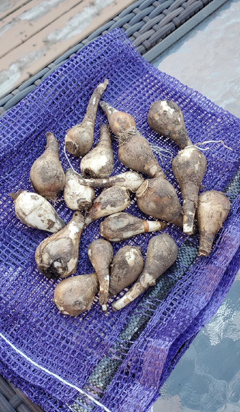 Daffodil bulbs image indicator(2)