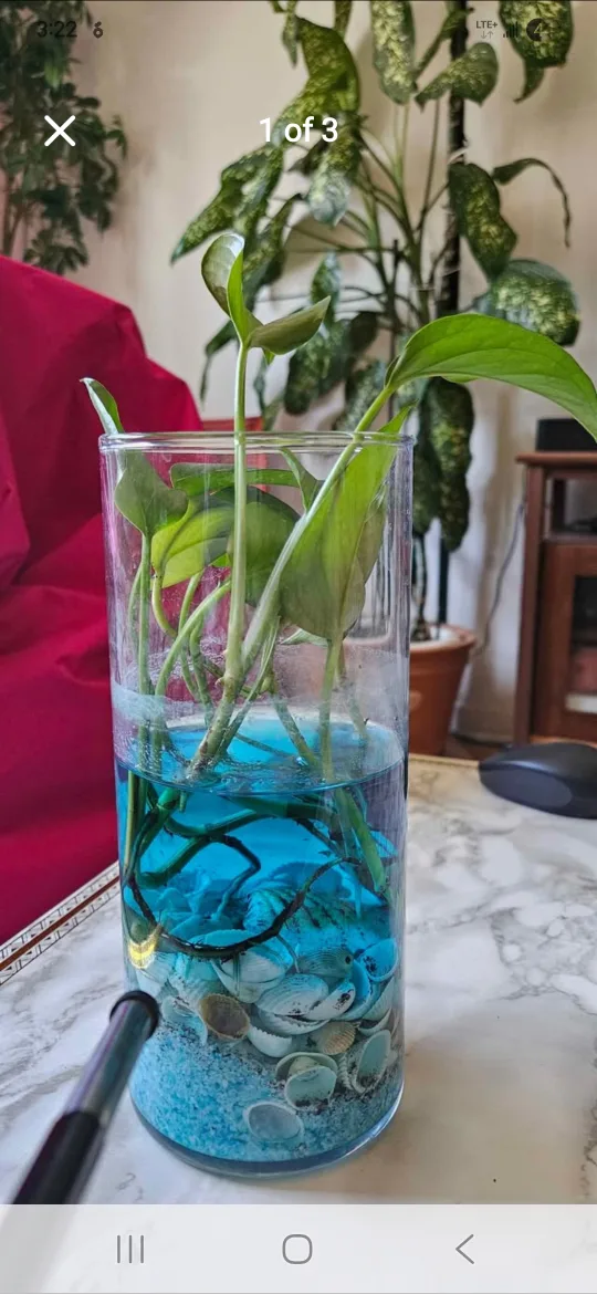 Potted Pothos Plant in Vase thumbnail