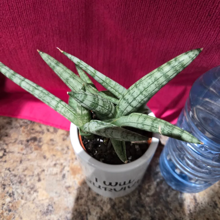 Sansevieria Cylindrica in "I Will Survive" Pot image indicator(3)