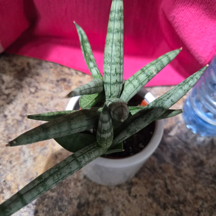 Sansevieria Cylindrica in "I Will Survive" Pot image indicator(4)