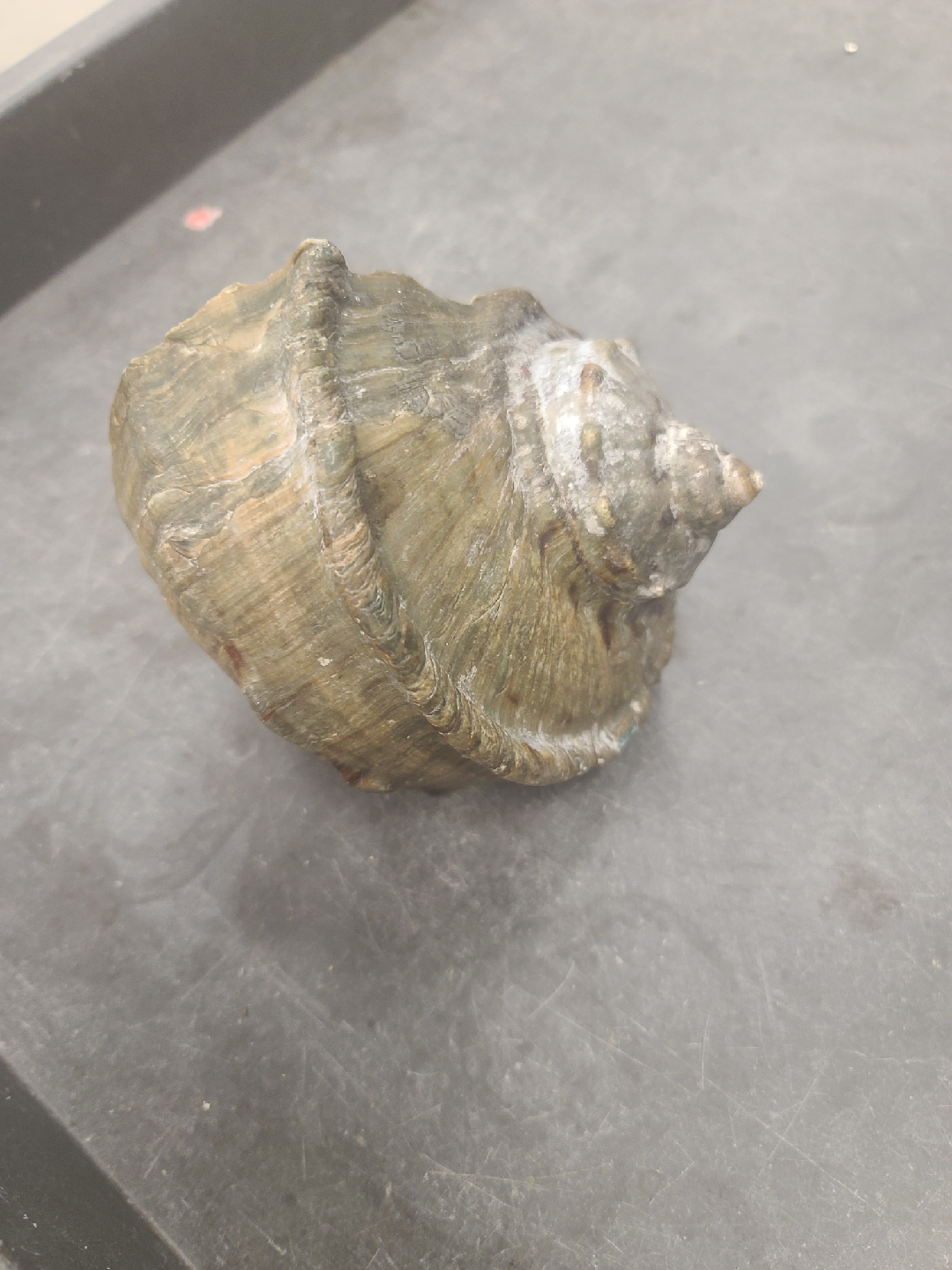 vintage Turbo marmoratus  - photo 3