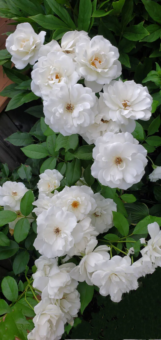 Iceberg rose image indicator(2)