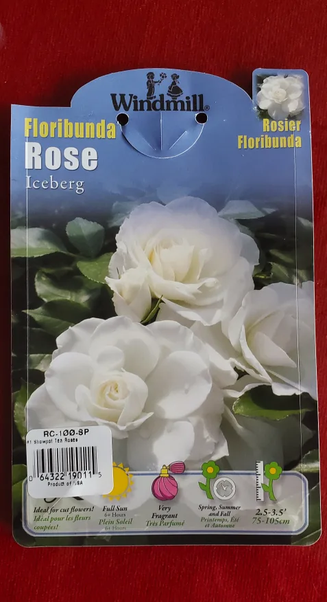 Iceberg rose image indicator(3)