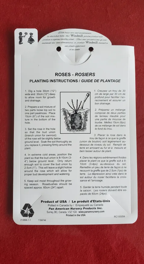 Iceberg rose image indicator(4)