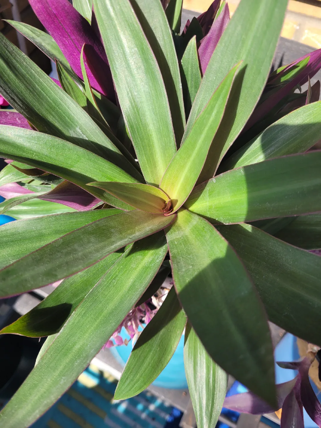 House plants 🥕 image indicator(3)