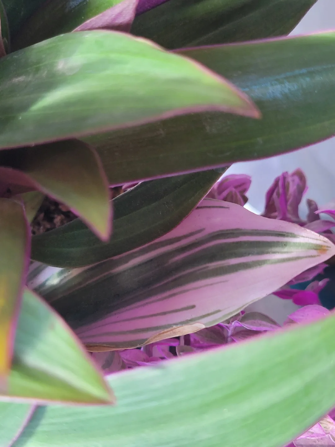 House plants 🥕 image indicator(4)