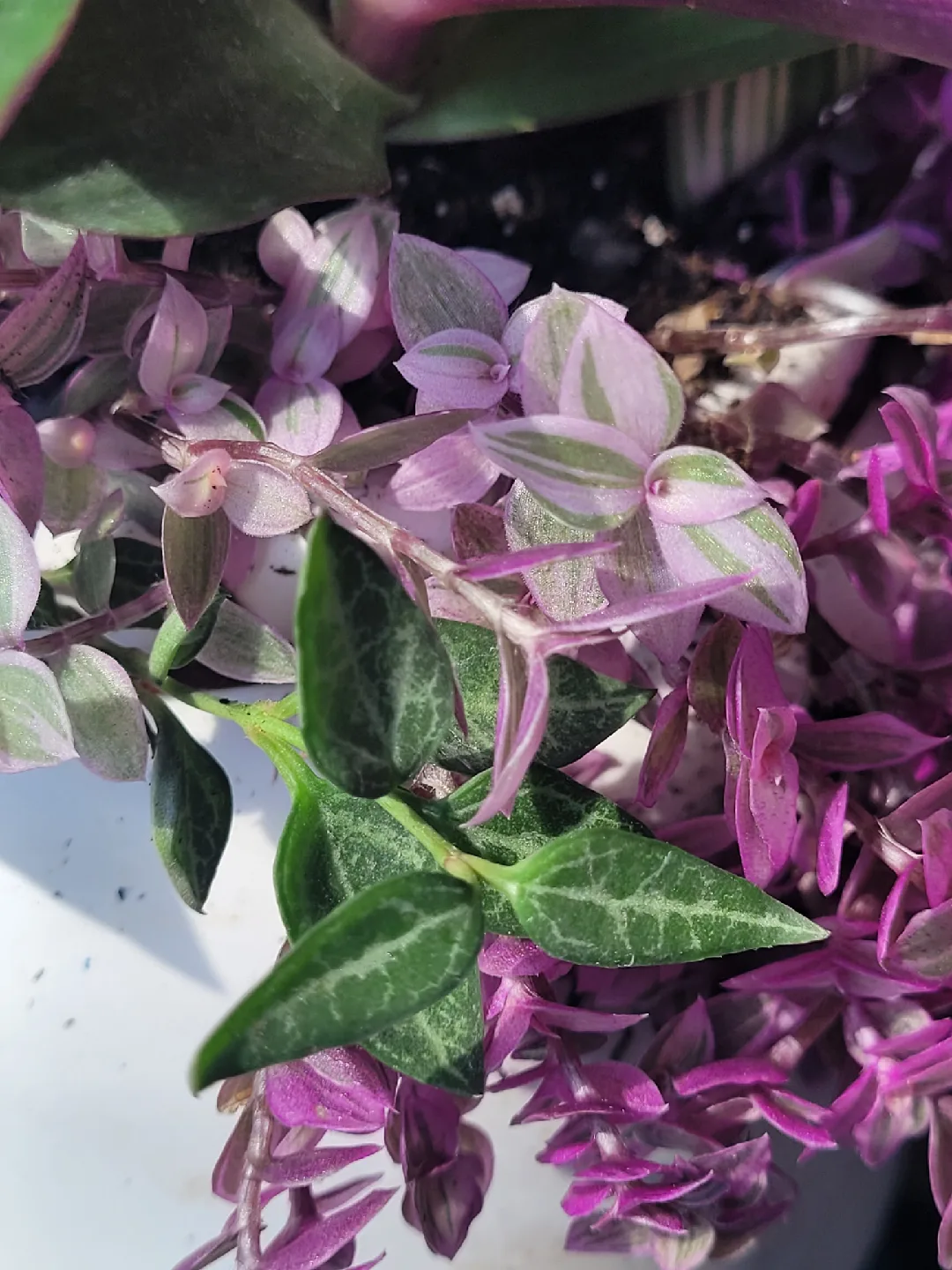 House plants 🥕 image indicator(5)