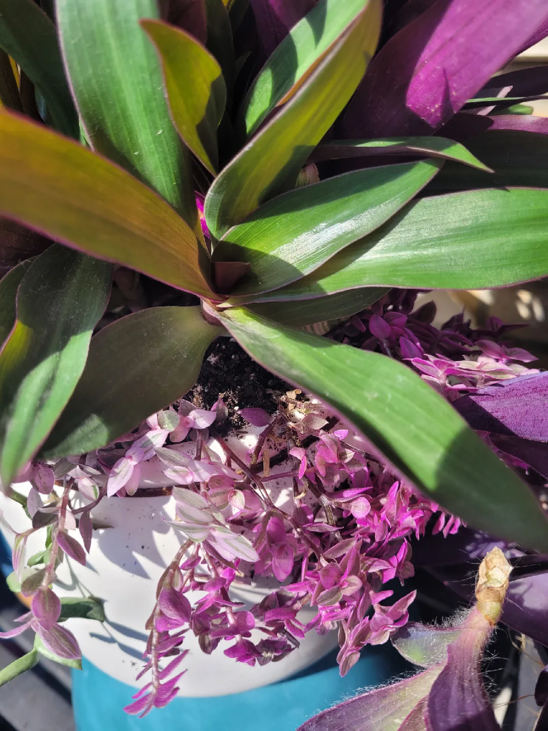 House plants 🥕 image indicator(6)