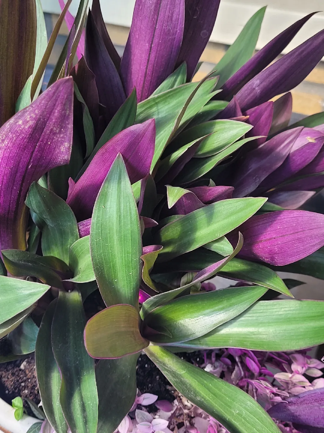 House plants 🥕 image indicator(8)