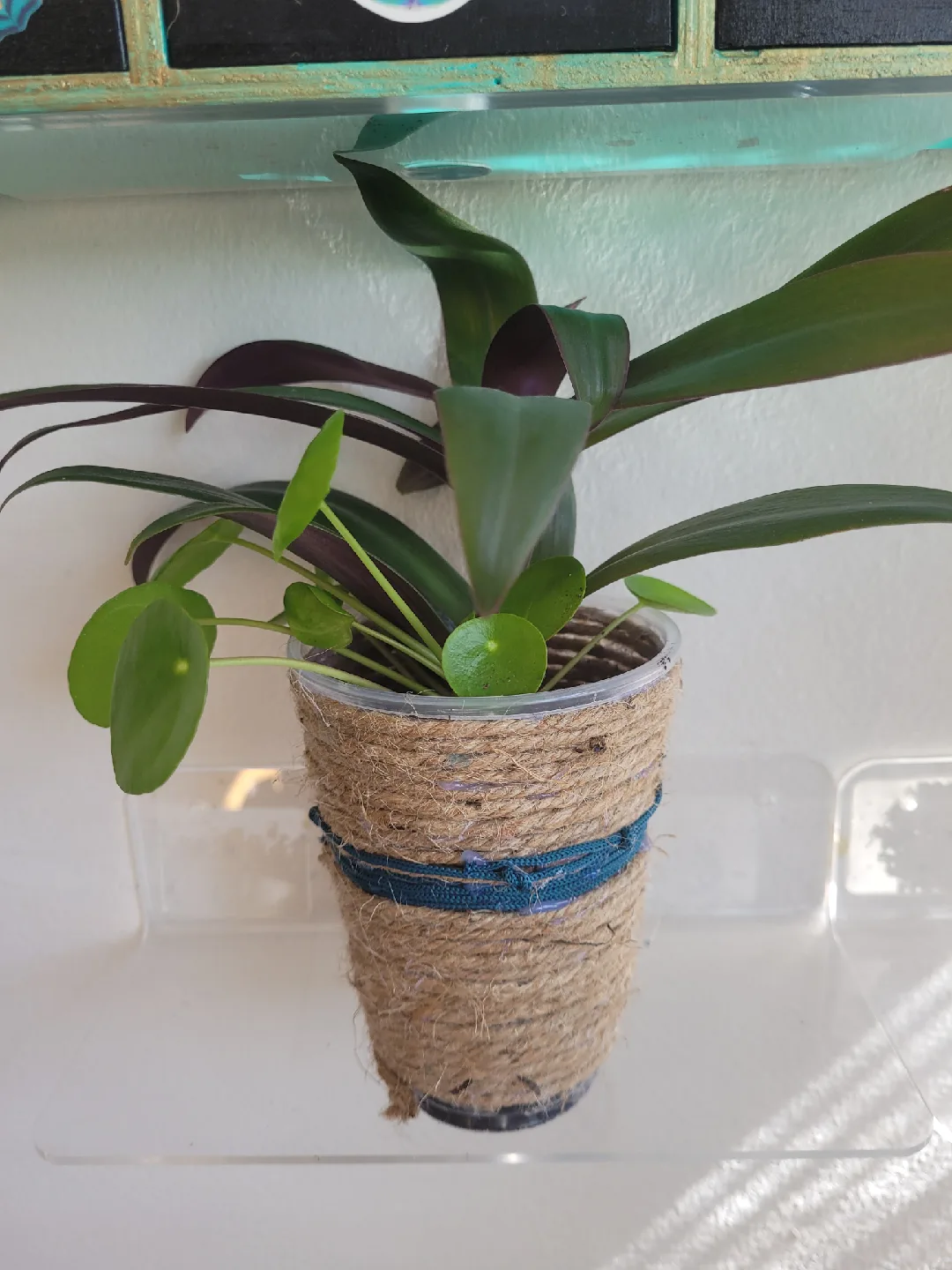 Tradescantia pallida & Pilea peperomioides in Jute Pot thumbnail