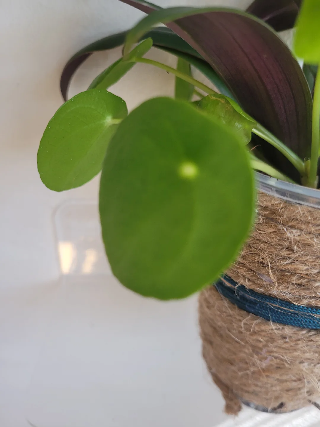 Tradescantia pallida & Pilea peperomioides in Jute Pot image indicator(2)